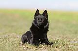 SCHIPPERKE 486